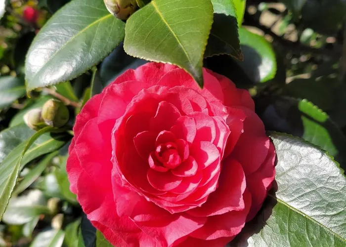 Apartament Uferhaus Pescatore Minusio